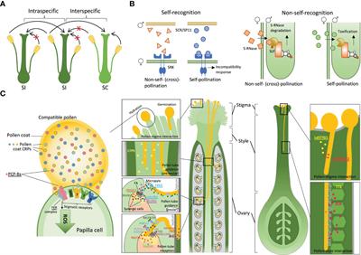 Mechanisms of prezygotic post-pollination reproductive barriers in plants